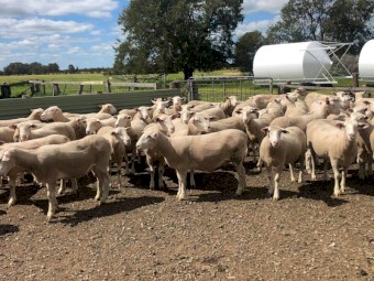77x White Suffolk Ewes