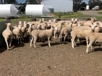 77x White Suffolk Ewes