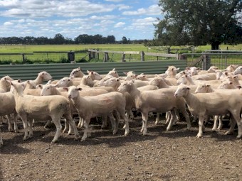 77x White Suffolk Ewes