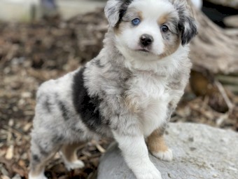 Australian Shepherd Puppies