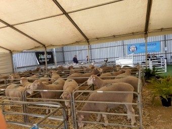 Poll Dorset Rams for Sale 