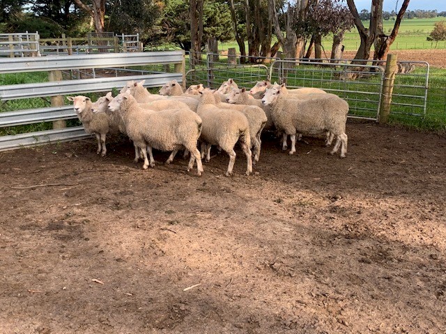 14 * 2 yr old Composite ewes 