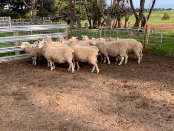 14 * 2 yr old Composite ewes 