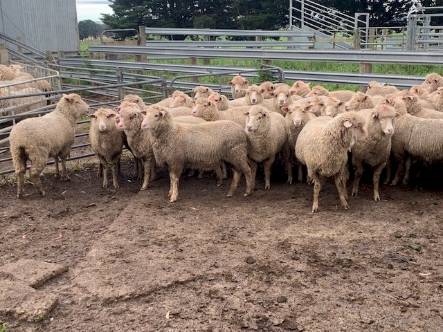 50 * 1yr old first cross ewes