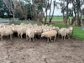 50 * 1yr old first cross ewes