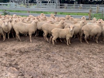 50 * 1yr old first cross ewes