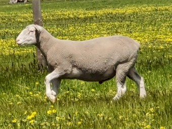 Poll Dorset Rams for Sale 