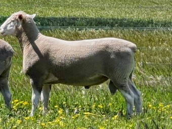 Poll Dorset Rams for Sale 