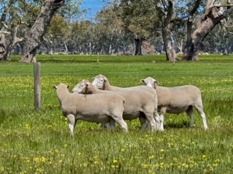 Poll Dorset Rams for Sale 