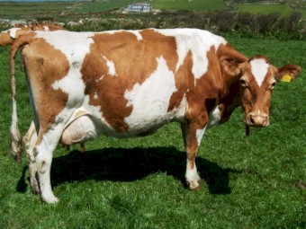 Dairy cows, Dairy goats, Dairy sheep, bulls and calves for sale