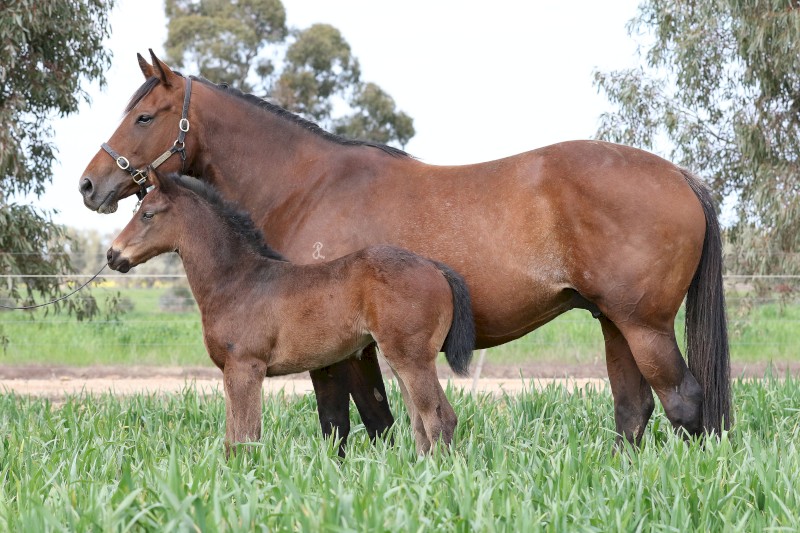 *****DISCOUNTED LUCERNE SMALL SQUARES $8 PER BALE*****