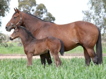 *****DISCOUNTED LUCERNE SMALL SQUARES $8 PER BALE*****