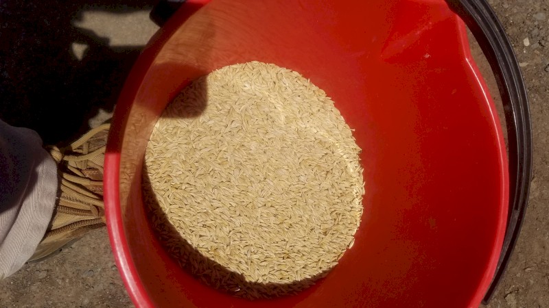 Grazing/hay barley - offers required