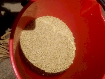 Grazing/hay barley - offers required