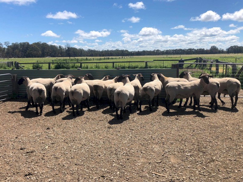 Suffolk Flock Rams
