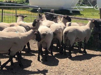 Suffolk Flock Rams