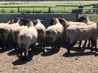 Suffolk Flock Rams