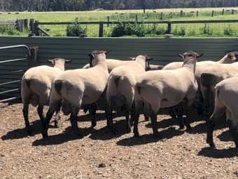 Suffolk Flock Rams