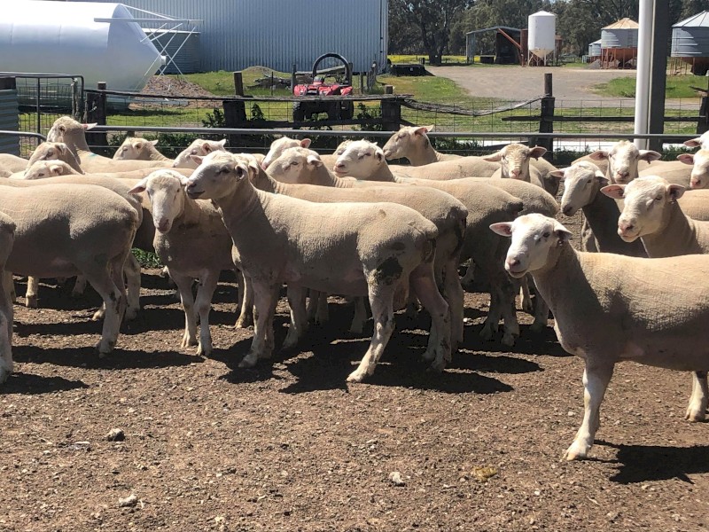 White Suffolk Flock Rams