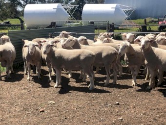 White Suffolk Flock Rams