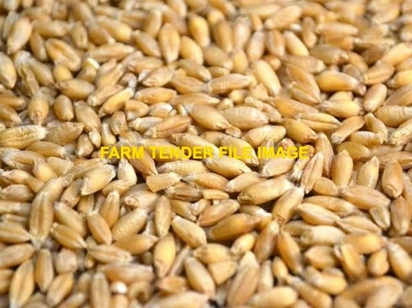 100mt Triticale Grain
