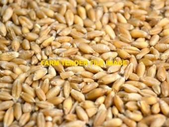 100mt Triticale Grain