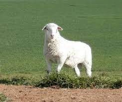 AUSTRALIAN WHITE EWE LAMBS x 27 FLOCK AUSSIE WHITE FUTURE BREEDERS