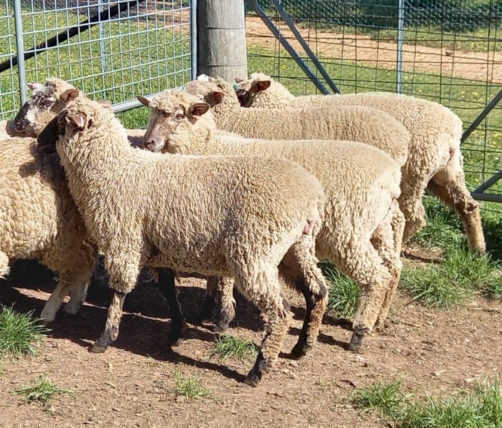 Merino x Black Face Suffolk Ewe Lambs x 5 1st Cross Merino Suffolk Ewe Lambs
