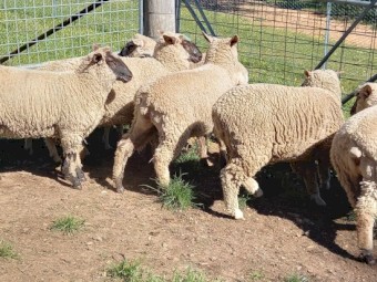Merino x Black Face Suffolk Ewe Lambs x 5 1st Cross Merino Suffolk Ewe Lambs