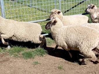 Merino x Black Face Suffolk Ewe Lambs x 5 1st Cross Merino Suffolk Ewe Lambs