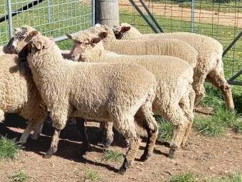 Merino x Black Face Suffolk Ewe Lambs x 5 1st Cross Merino Suffolk Ewe Lambs