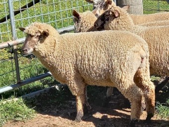 Merino x Black Face Suffolk Ewe Lambs x 5 1st Cross Merino Suffolk Ewe Lambs