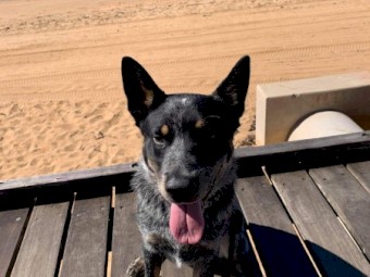 13-month-old blue heeler