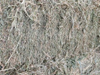 Lucerne Small Squares