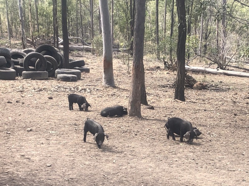 Pure breed large English black piglets for sale 