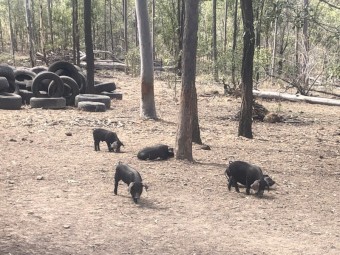 Pure breed large English black piglets for sale 