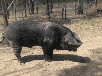Pure breed large English black piglets for sale 