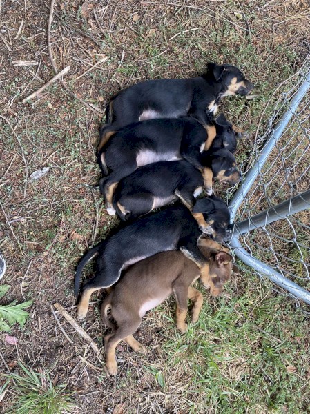 Kelpie/collie Pups 10 weeks old 