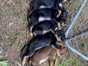 Kelpie/collie Pups 10 weeks old 