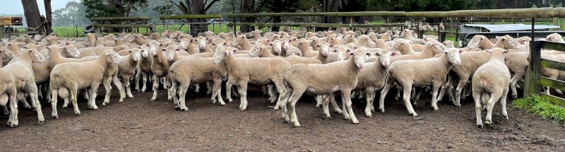2020 Poll Dorset Rams
