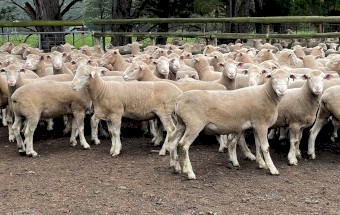 2020 Poll Dorset Rams