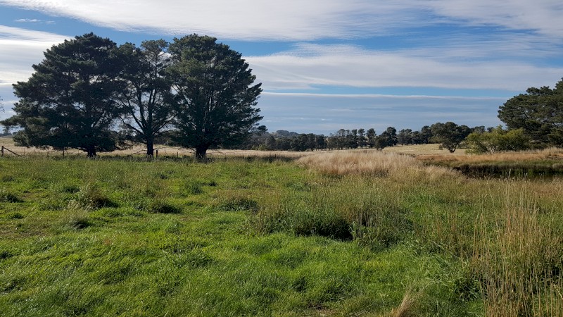 Agistment for sheep/cattle