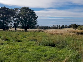 Agistment for sheep/cattle