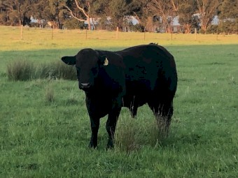  Limousin Polled Bulls for sale 