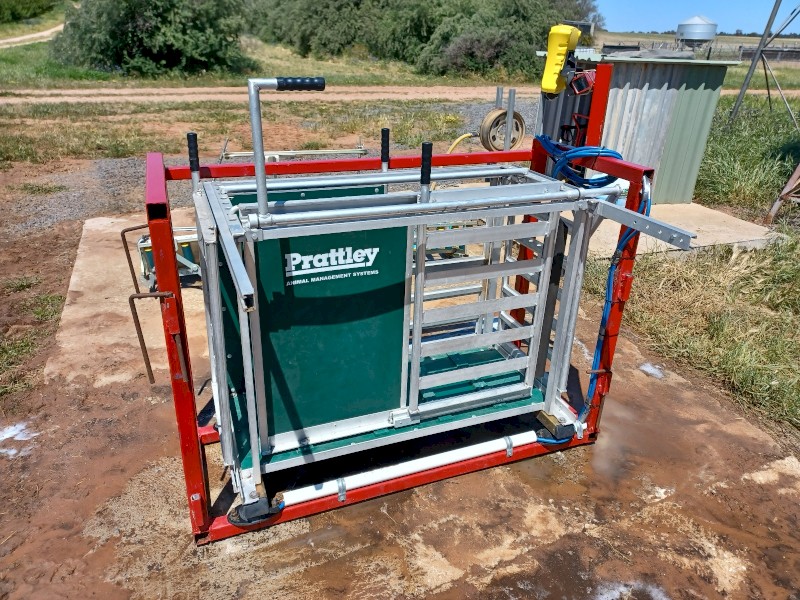 Sheep weigh crate Prattley with Tru Test weigh scales | Farm Tender