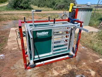 Sheep weigh crate Prattley with Tru Test weigh scales