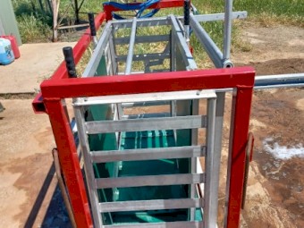 Sheep weigh crate Prattley with Tru Test weigh scales