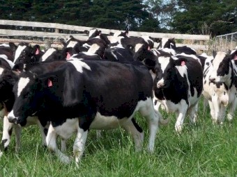 Dairy cows, Dairy goats, Dairy sheep, bulls and calves for sale