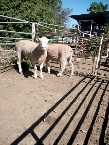 2 Poll Dorset Rams