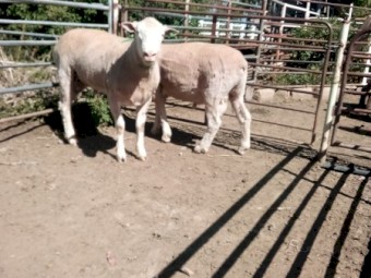 2 Poll Dorset Rams